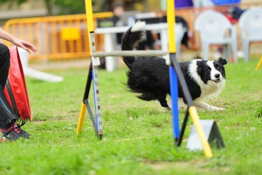 在敏捷測試的邊境牧羊犬