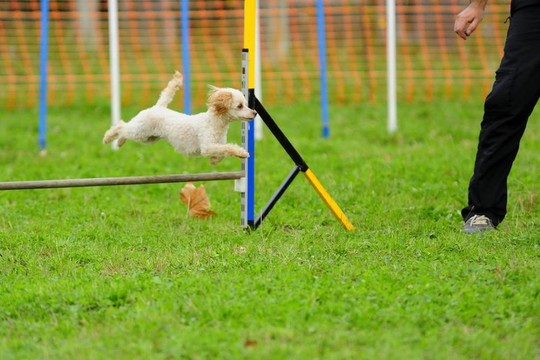 在敏捷測(cè)試玩具貴賓犬