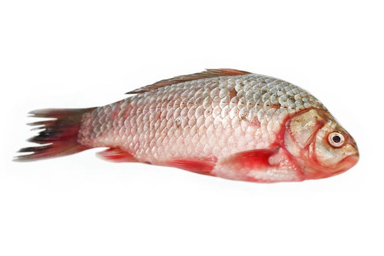 鮮鯽魚。