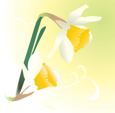 插畫水仙花野花春天清新的形象
