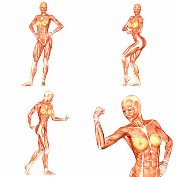 女性人體解剖pack-5of5