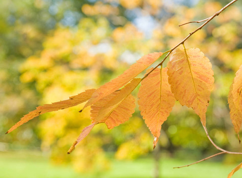 Zelkova serrata（要）秋葉；小樹枝