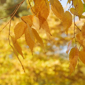 Zelkova serrata（要）秋天的葉子