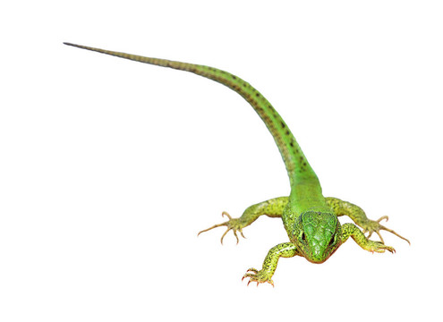 綠色的蜥蜴在白色背景（Lacerta viridis）