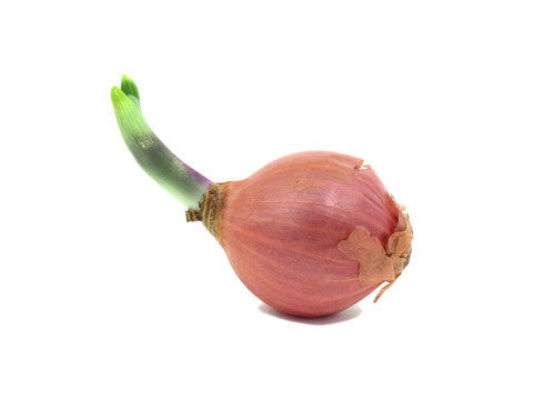 與小葉芽蔥