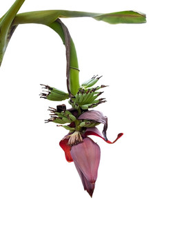 香蕉花