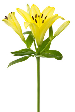 黃lily flower
