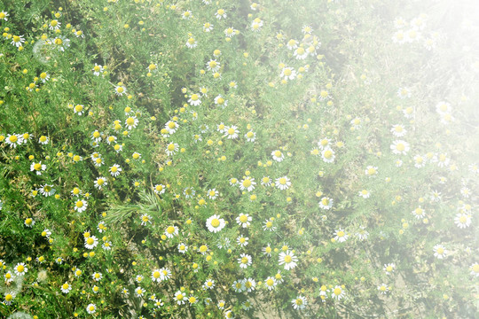 花菊花輪
