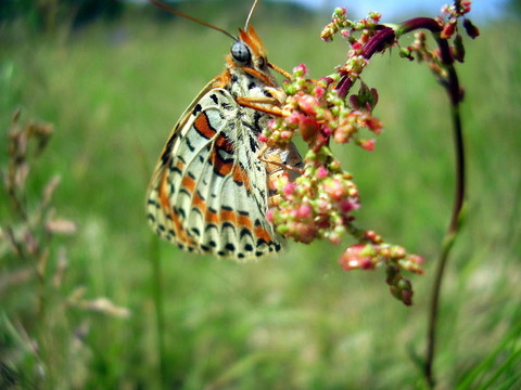 發(fā)現(xiàn)Fritillary Butterfly