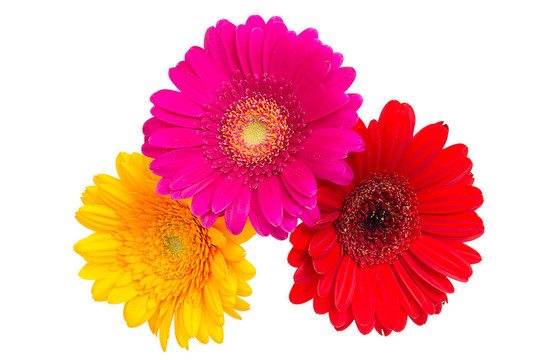 Gerber Daisy孤立在白色背景