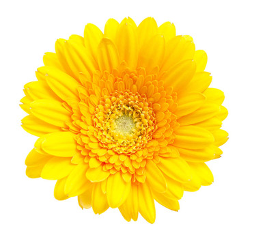 Gerber Daisy孤立在白色背景