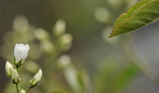 美麗的樹(shù)在綠色的背景下開(kāi)花。