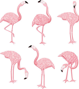 粉紅色的火烈鳥