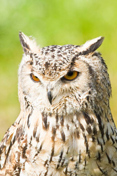 西伯利亞鷹鸮、雕鸮sibericus