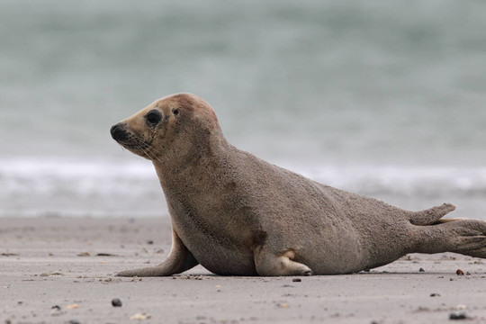 灰海豹（Halichoerus grypus）