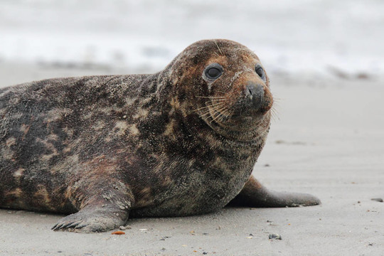 灰海豹（Halichoerus grypus）