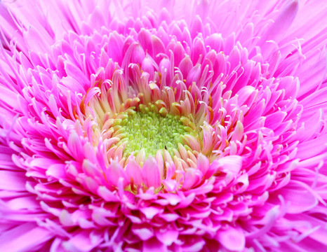 花宏