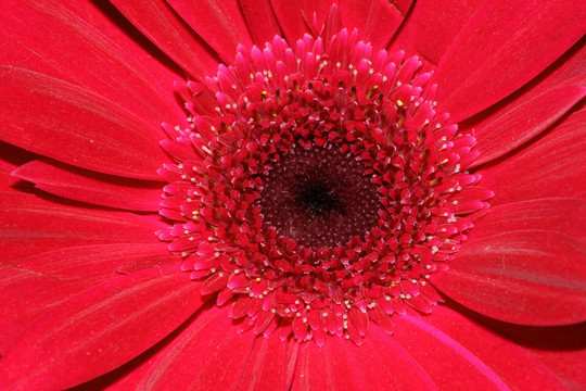 紅色的雛菊花