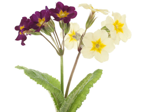 報(bào)春花