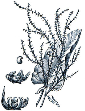 牧草從百科全書出版的ilustration系列