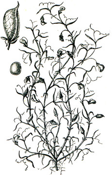 牧草從百科全書出版的ilustration系列