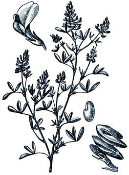 牧草從百科全書出版的ilustration系列