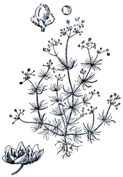 牧草從百科全書出版的ilustration系列