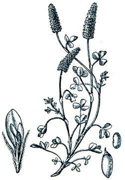 牧草從百科全書出版的ilustration系列