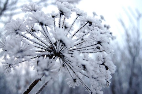 雪之花