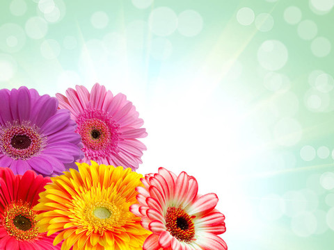 Gerber的花
