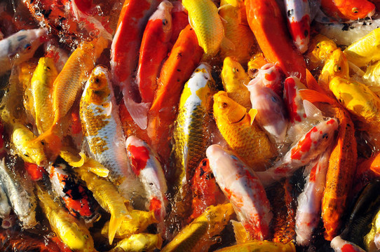 花式鯉魚