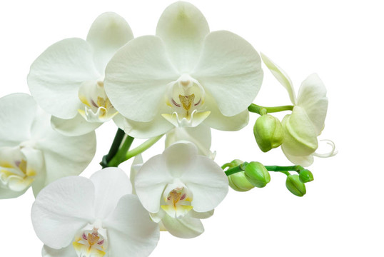 蘭花