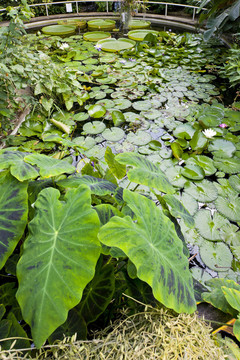植物園的那slupi；布拉格；捷克共和國