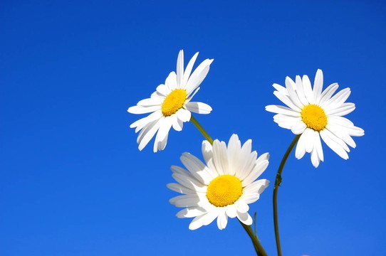 雛菊