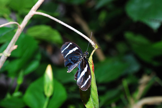 藍(lán)白蝴蝶
