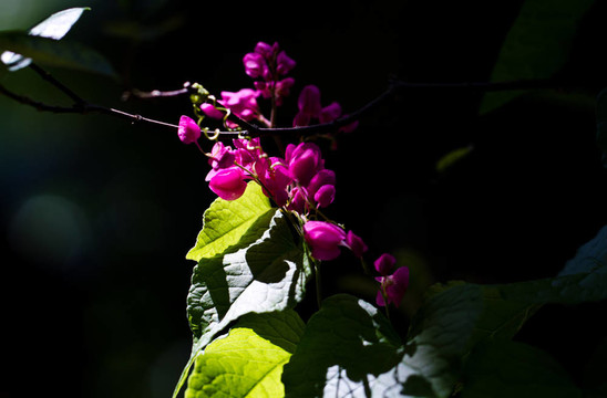 日光下的花