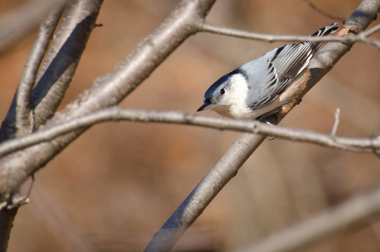 白胸鳾透過樹枝