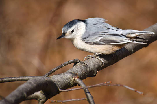 白胸鳾棲息在樹枝上