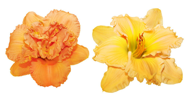 橙和Yellow Daylily