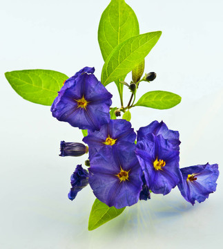 維奧雷特花