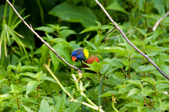 美麗的Lorikeet Hiding