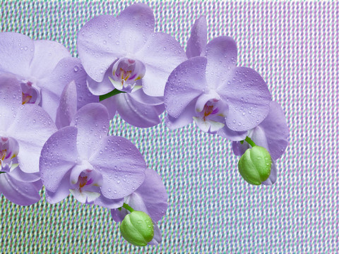蘭花花的特寫