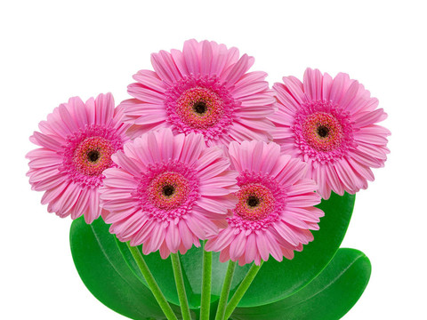 Gerber的花