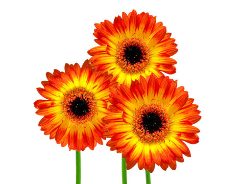 Gerber的花