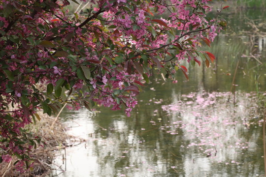 戴河生態(tài)園
