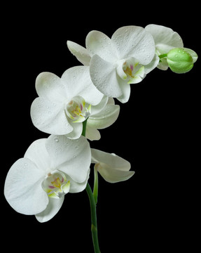 白蘭花