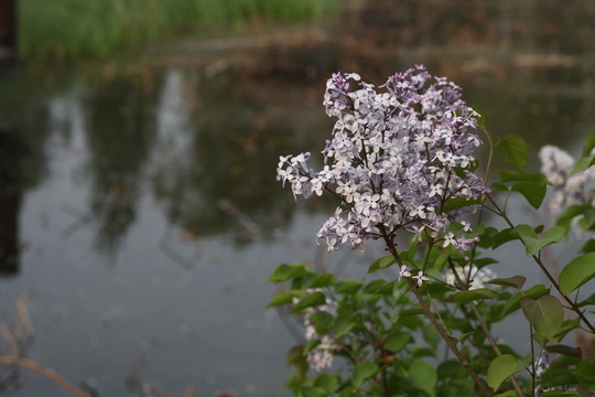 戴河生態(tài)園
