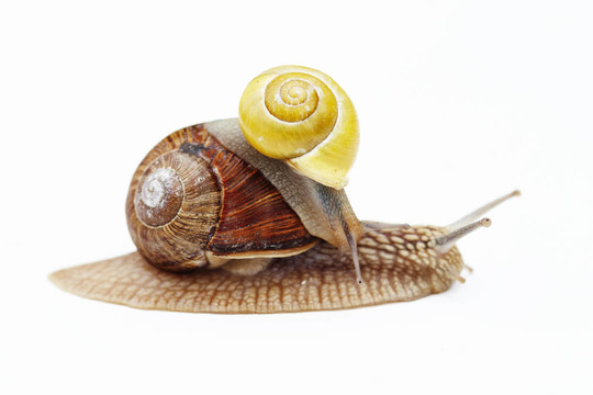 卡車