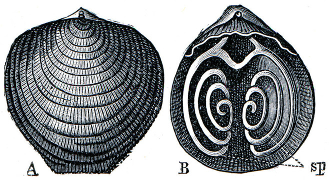 寒武紀和司璐日安系統(tǒng)的生物化石- Brachiopod Atypa網(wǎng)狀殼和手持設備百科教育；俄羅斯；