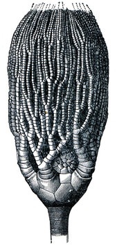 cyathocrinus tamosus